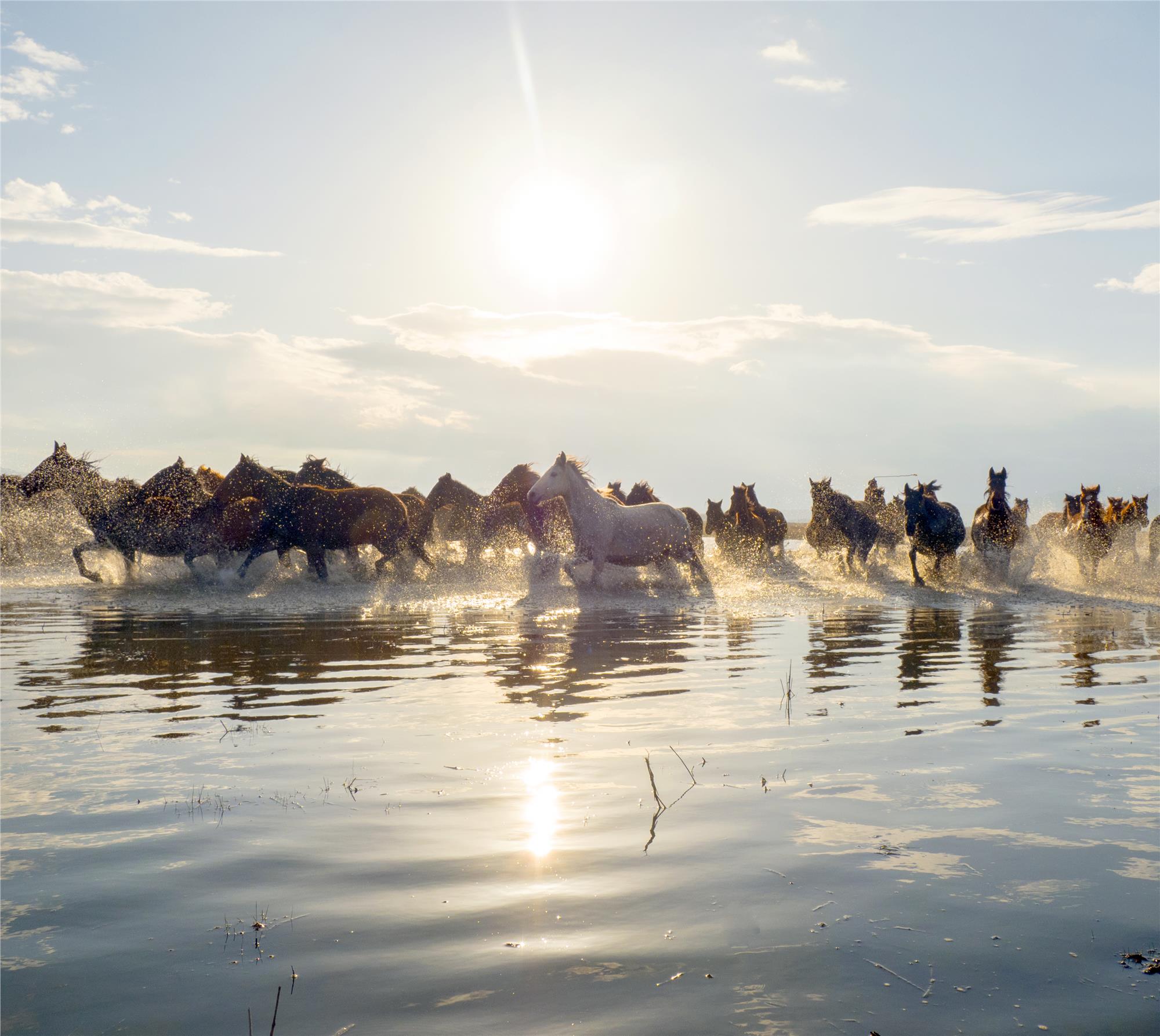 Equine Photography Workshops and Classes