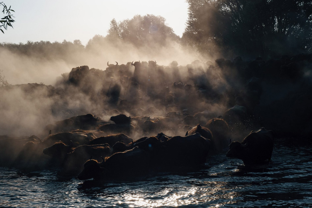Migration of Buffalos